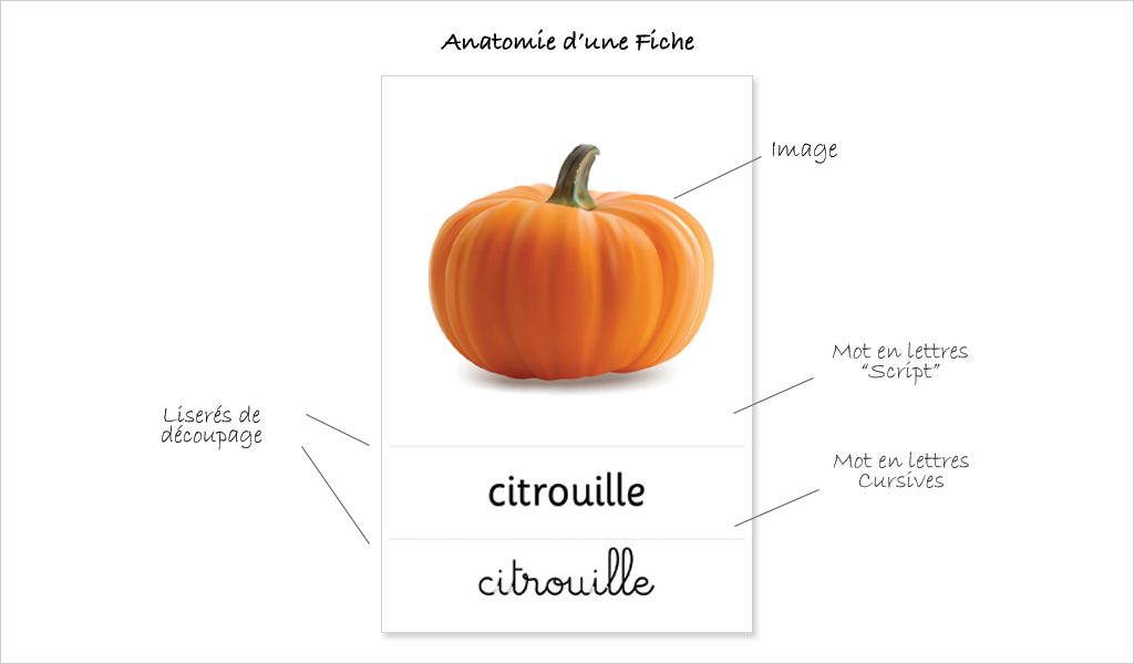 Fiche de nomenclature des fruits en anglais