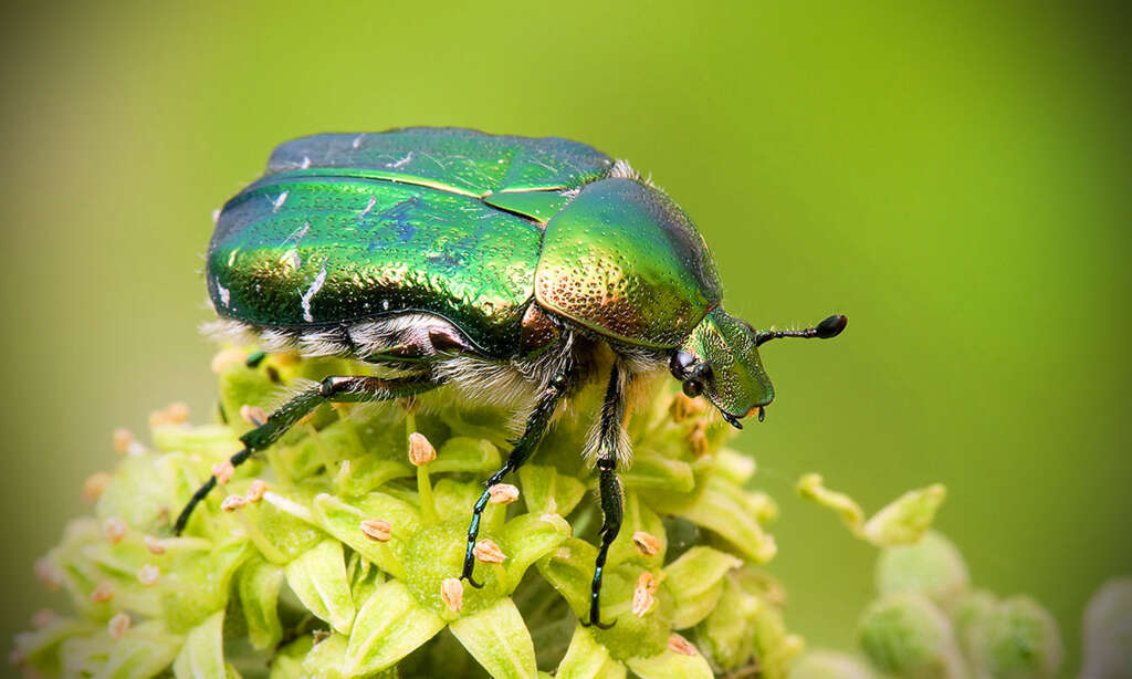 Cétoine dorée du compost