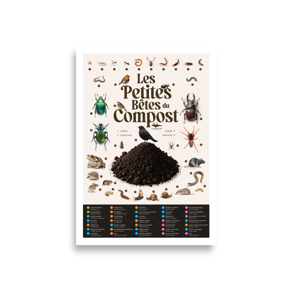 Poster - Les petites bêtes du compost – Image 5
